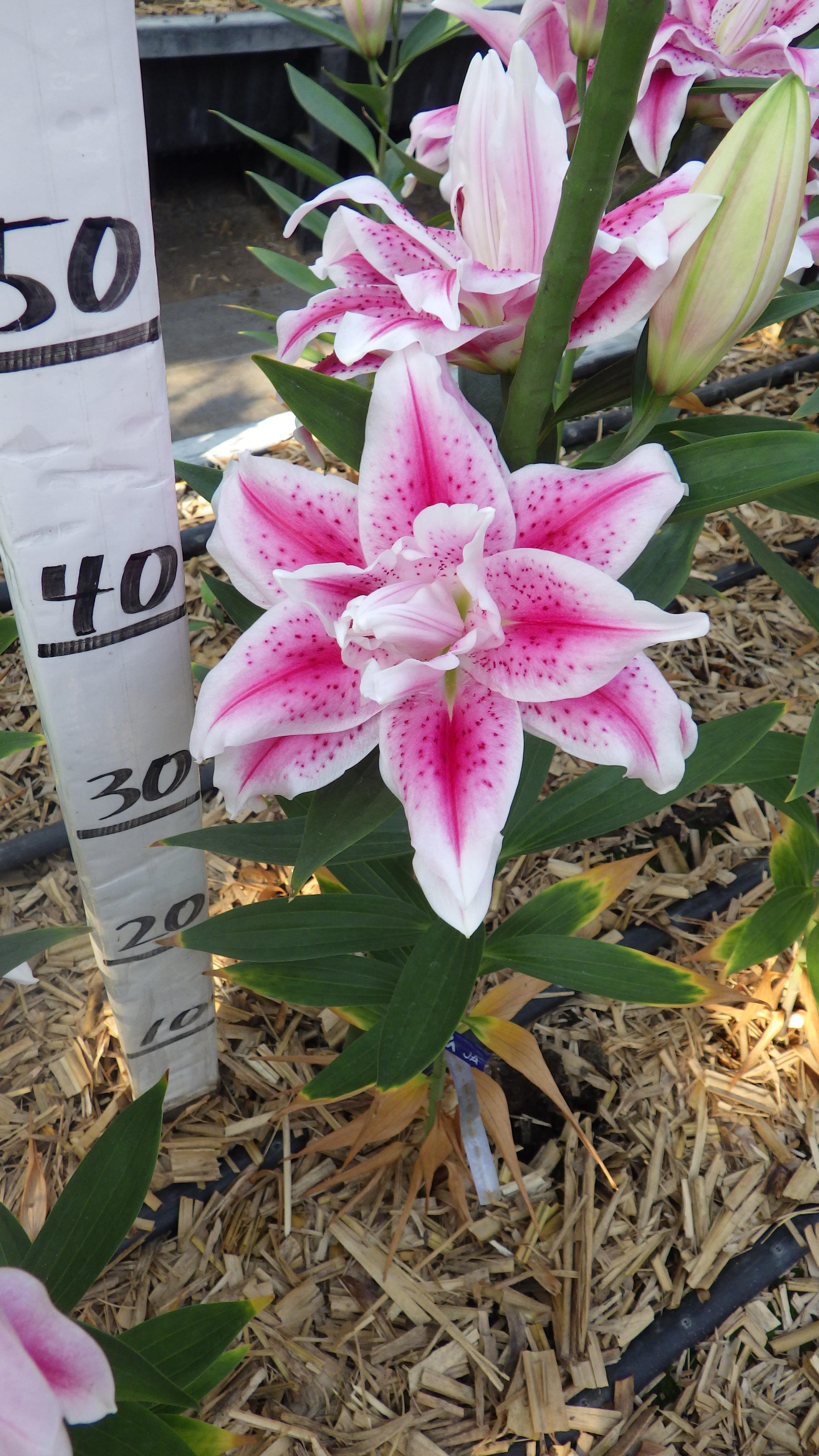 RL タビサ(八重)